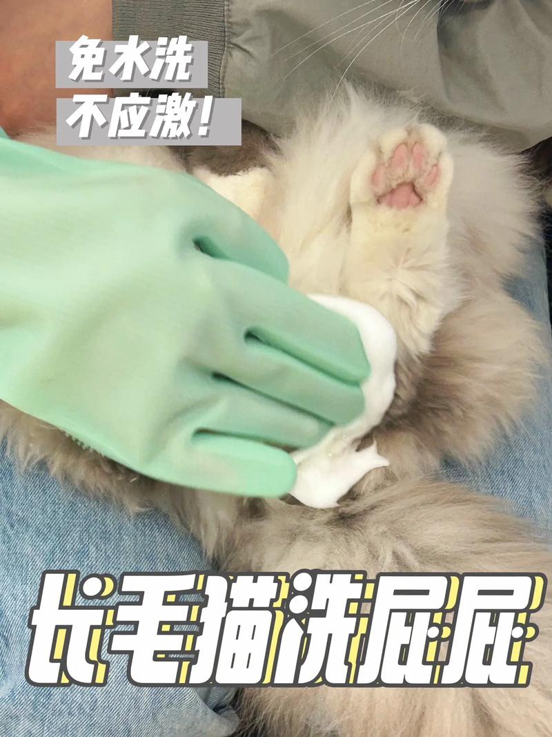 养猫掉毛多？勤梳少洗均衡喂，毛更健康！（去猫毛最有效的方法）