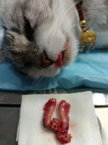 母猫绝育微创好恢复，传统需细心护理（母猫怎么绝育）