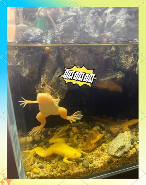非洲独特水生科研佳宠(小金蛙能张多大) 非洲独特水生科研佳宠(小金蛙能张多大)
