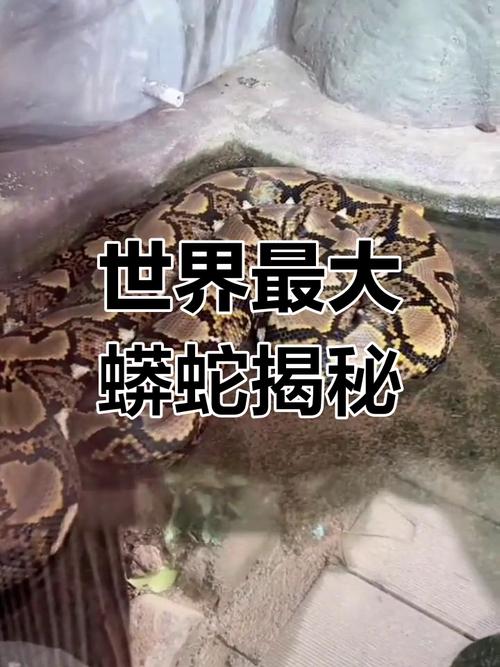 蟒蛇也能认人?饲养技巧分享(蟒蛇会认主人吗) 蟒蛇也能认人?饲养技巧分享(蟒蛇会认主人吗)