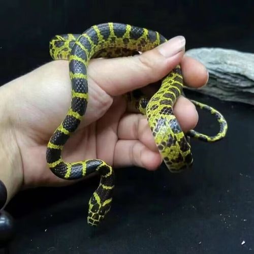 宠物蛇多少钱?品种年龄影响价格(无毒宠物蛇多少钱一只) 宠物蛇多少钱?品种年龄影响价格(无毒宠物蛇多少钱一只)