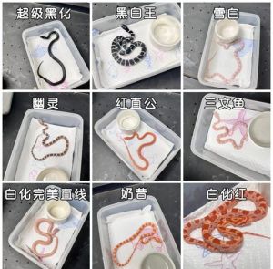 玉米蛇价格差异大，原色几百元，特殊上千元，新手推荐原色白化品种（小玉米蛇多少钱一只）