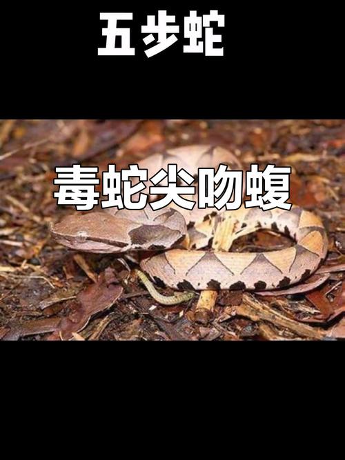 太攀蛇眼镜王蛇等最危险(世界上最毒的蛇排名前十图片) 太攀蛇眼镜王蛇等最危险(世界上最毒的蛇排名前十图片)