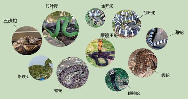 男子边走边玩手机被毒蛇咬伤 生死时速获救(竹叶青和五步蛇打架) 男子边走边玩手机被毒蛇咬伤 生死时速获救(竹叶青和五步蛇打架)