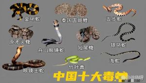 致命生物大盘点（十大剧毒蛇排行榜）