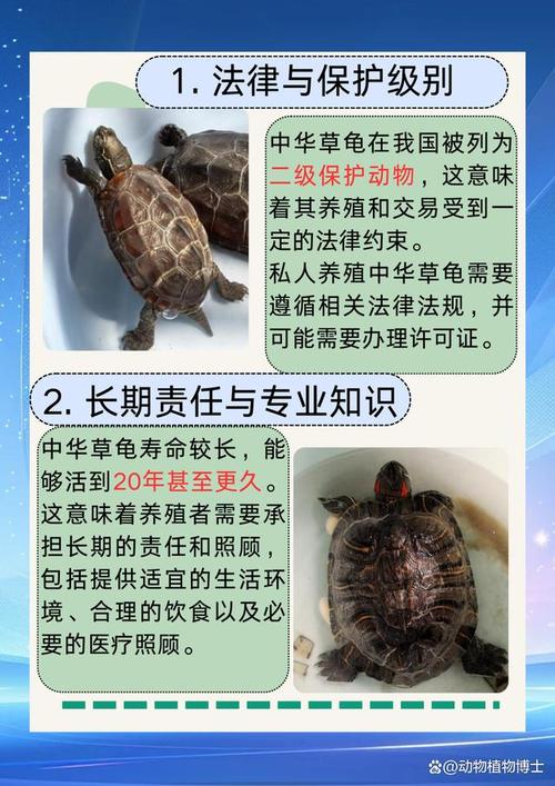 养乌龟有讲究?老人担忧有原因!(为什么老人说家里不能养乌龟) 养乌龟有讲究?老人担忧有原因!(为什么老人说家里不能养乌龟)