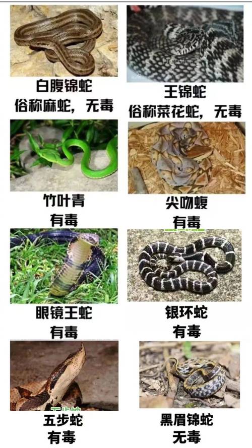 太攀蛇眼镜王蛇等最危险(世界上最毒的蛇排名前十图片) 太攀蛇眼镜王蛇等最危险(世界上最毒的蛇排名前十图片)