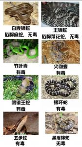 太攀蛇眼镜王蛇等最危险（世界上最毒的蛇排名前十图片）
