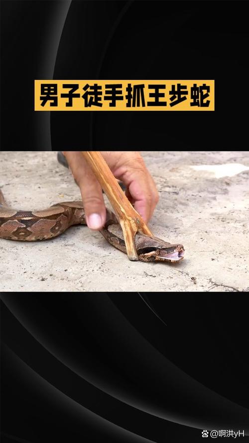 农村蛇进屋?封堵修剪加驱蛇,安全又防蛇!(长期驱蛇的最佳方式) 农村蛇进屋?封堵修剪加驱蛇,安全又防蛇!(长期驱蛇的最佳方式)