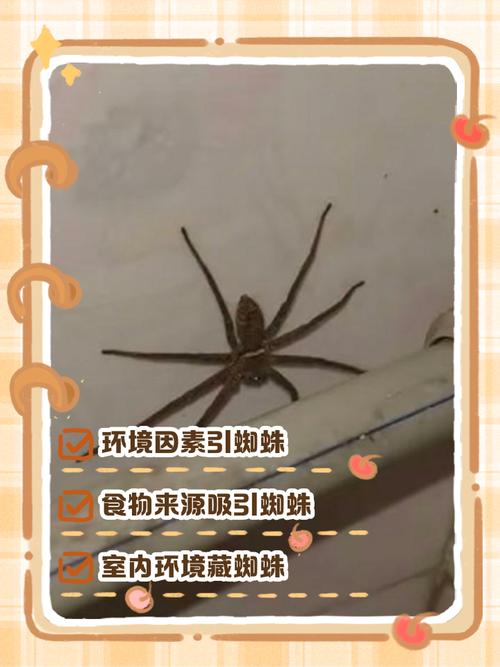 蜘蛛是家里的守护者,帮你赶走蚊子苍蝇(家里有蜘蛛要不要打死) 蜘蛛是家里的守护者,帮你赶走蚊子苍蝇(家里有蜘蛛要不要打死)