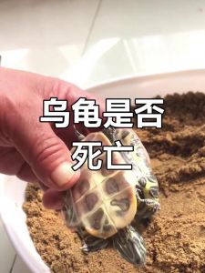 龟冬眠与死亡的区别（乌龟冬眠和死了区别图）