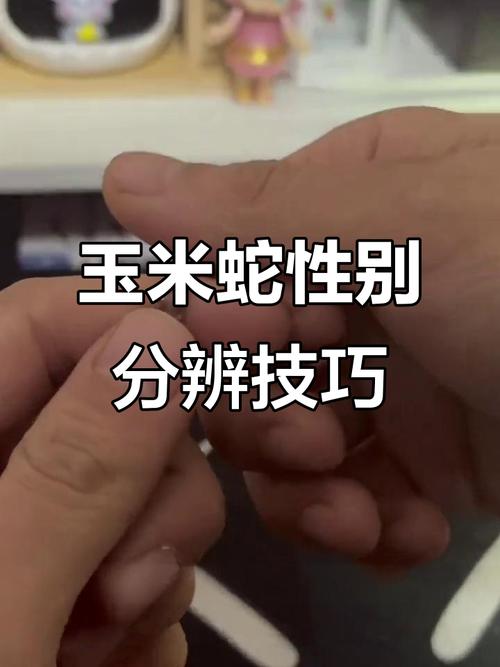 玉米蛇认主?本能熟悉非情感,温柔互动可建立信任(玉米蛇会认主人) 玉米蛇认主?本能熟悉非情感,温柔互动可建立信任(玉米蛇会认主人)
