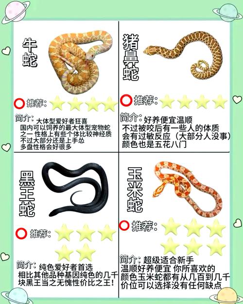 红点锦蛇新手友好(最便宜的宠物蛇多少钱一只) 红点锦蛇新手友好(最便宜的宠物蛇多少钱一只)