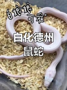 白色宠物蛇品种大盘点（白色宠物蛇品种大全）