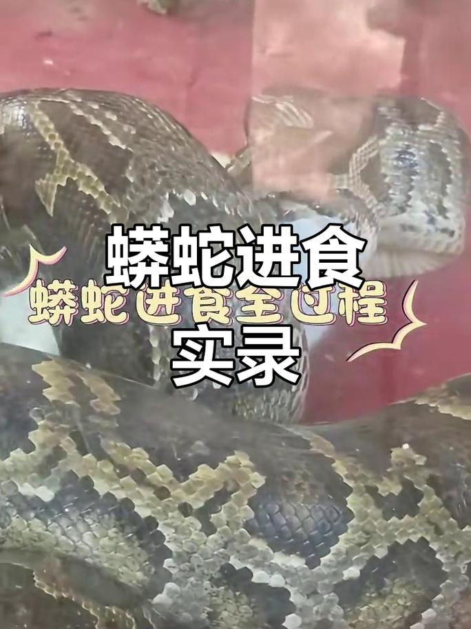 警惕!蟒蛇宠物危险,可能攻击主人!(养蟒蛇会吃掉主人新闻) 警惕!蟒蛇宠物危险,可能攻击主人!(养蟒蛇会吃掉主人新闻)