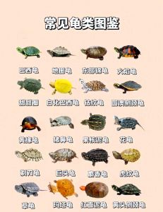 选龟看行为甲壳，养龟注意喂食清洁（宠物龟品种）
