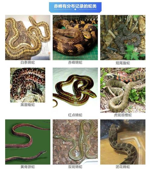 警惕野外生存威胁(中国十大毒蛇排名表) 警惕野外生存威胁(中国十大毒蛇排名表)