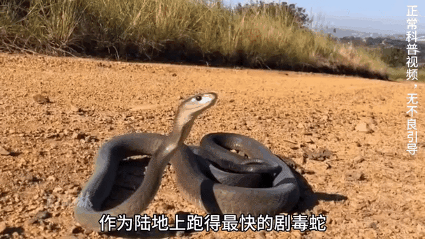 致命毒蛇需敬畏(黑曼巴和太攀蛇谁更毒) 致命毒蛇需敬畏(黑曼巴和太攀蛇谁更毒)