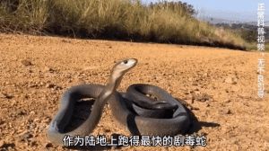 致命毒蛇需敬畏（黑曼巴和太攀蛇谁更毒）