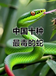 银环蛇眼镜王蛇等，野外需警惕（中国什么蛇毒性最强排行榜）