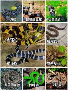 智慧灵气 生态保护（蛇的品种大全108种图片）