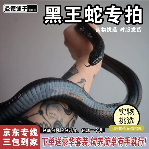 活体宠物蛇价格差异大，新手选玉米蛇虎斑游蛇最亲民（活体宠物蛇多少钱一只）