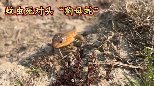 狗能防蛇但非绝对,防蛇关键在灭鼠堵缝(家里有狗蛇敢来吗) 狗能防蛇但非绝对,防蛇关键在灭鼠堵缝(家里有狗蛇敢来吗)