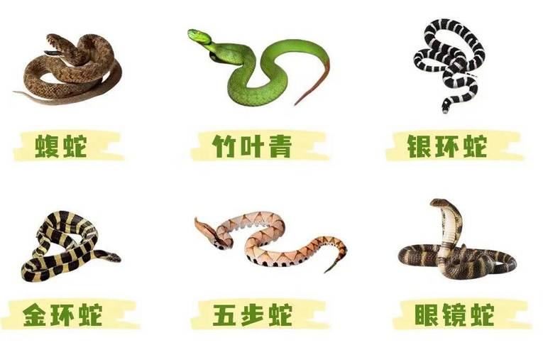 危险多样,生态重要(中国27种毒蛇排名照片) 危险多样,生态重要(中国27种毒蛇排名照片)