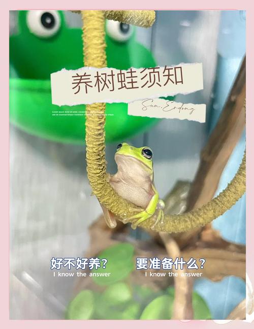 养蛙容器选择及环境要求(宠物蛙怎么养) 养蛙容器选择及环境要求(宠物蛙怎么养)