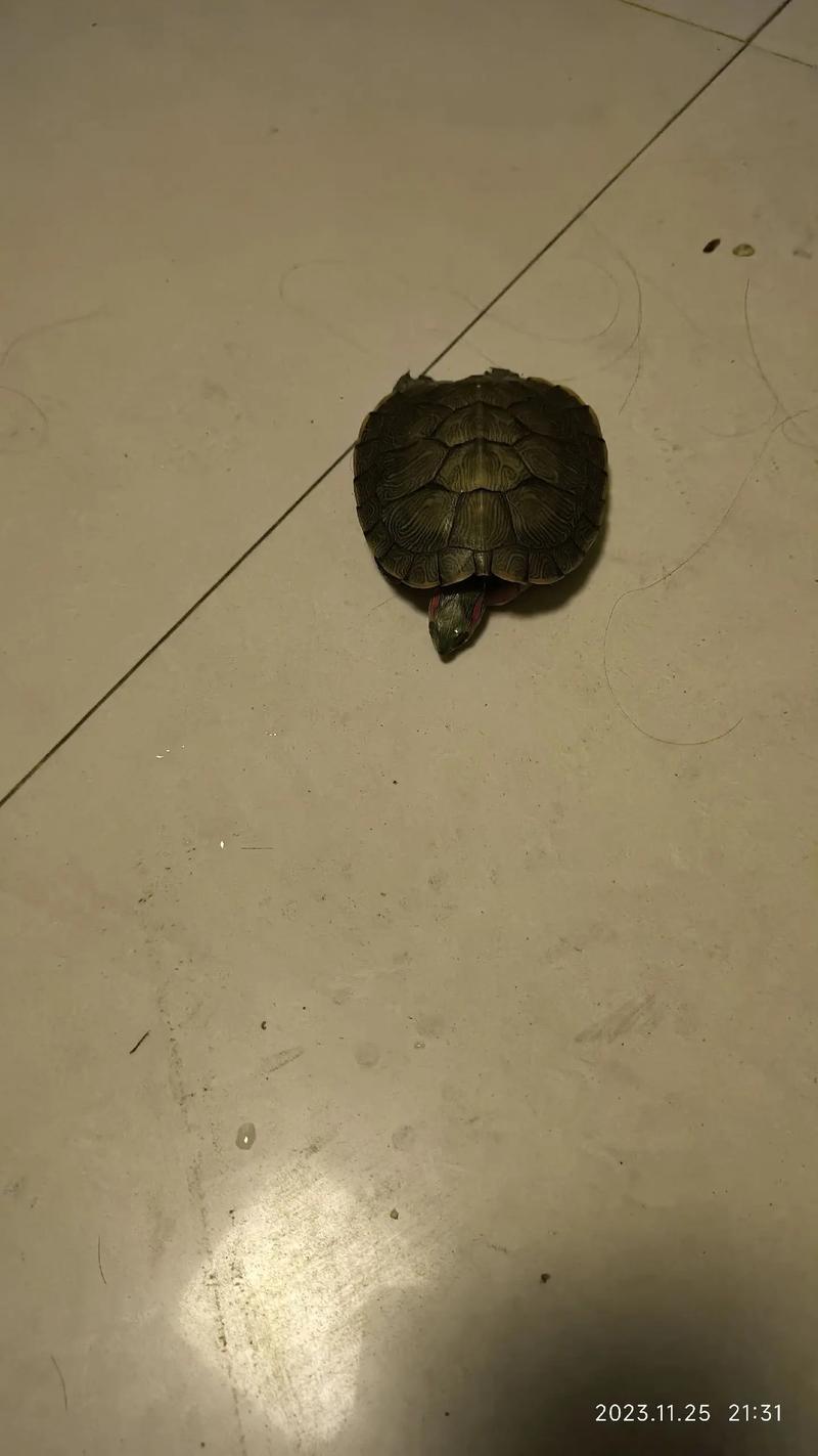 乌龟突然死掉?别信替主人挡灾!(乌龟突然死了是为主人挡灾吗) 乌龟突然死掉?别信替主人挡灾!(乌龟突然死了是为主人挡灾吗)