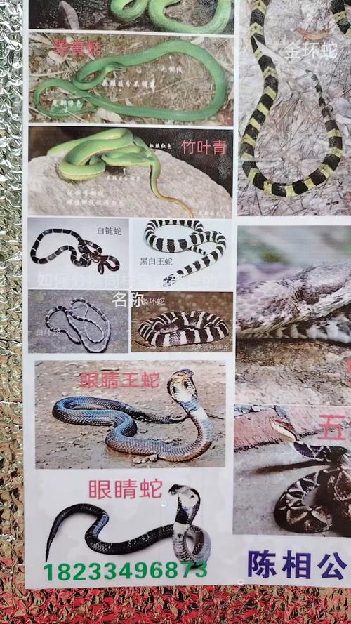 智慧灵气 生态保护(蛇的品种大全108种图片) 智慧灵气 生态保护(蛇的品种大全108种图片)