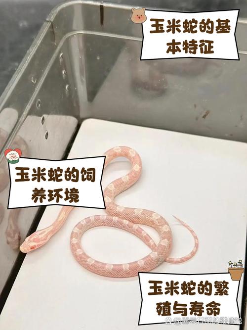 白化玉米蛇价格160元至15000元,选对品种很重要!(白化玉米蛇多少钱一只幼蛇) 白化玉米蛇价格160元至15000元,选对品种很重要!(白化玉米蛇多少钱一只幼蛇)