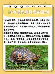 乌龟死后放三天，传统习俗与文化含义（乌龟死后为什么要放三天）