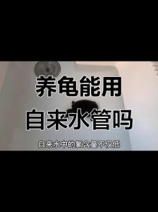 小乌龟养水喂食晒太阳全攻略（养小乌龟需要放水吗？）