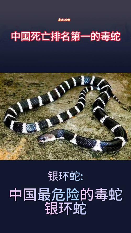 银环蛇最强,野外活动需注意安全(中国10大毒蛇排名) 银环蛇最强,野外活动需注意安全(中国10大毒蛇排名)