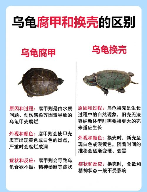 龟冬眠与死亡的区别(乌龟冬眠和死了区别图) 龟冬眠与死亡的区别(乌龟冬眠和死了区别图)