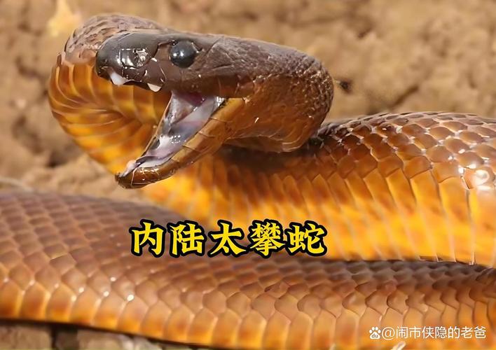 毒性攻击性都需看(世界最毒的蛇第一名) 毒性攻击性都需看(世界最毒的蛇第一名)