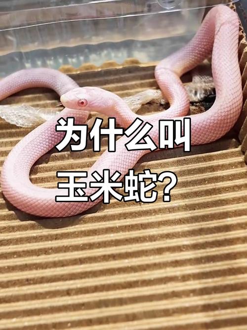 温顺无毒好宠物,生态助手受欢迎(玉米蛇有毒吗) 温顺无毒好宠物,生态助手受欢迎(玉米蛇有毒吗)