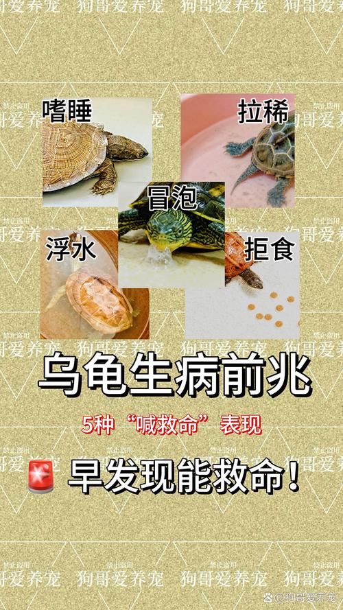 警惕!养乌龟或致沙门氏菌感染,尤其危险儿童(养乌龟对人的巨大危害) 警惕!养乌龟或致沙门氏菌感染,尤其危险儿童(养乌龟对人的巨大危害)