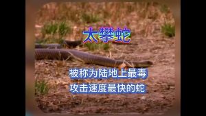 急救与预防要知道（太攀蛇咬到了有救吗）