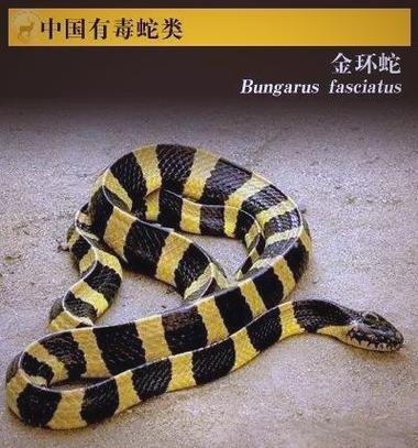 认清54种致命蛇,南方尤多(中国最凶猛的12个毒蛇) 认清54种致命蛇,南方尤多(中国最凶猛的12个毒蛇)