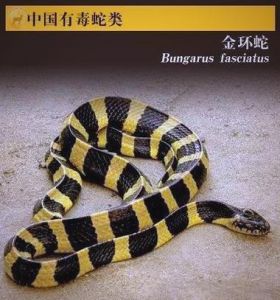 认清54种致命蛇，南方尤多（中国最凶猛的12个毒蛇）