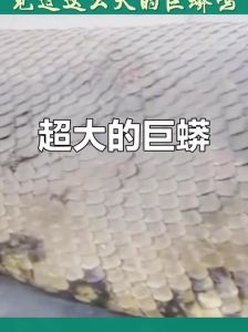 中国最大蛇缅甸蟒，国家一级保护动物（中国最大一条巨蛇）
