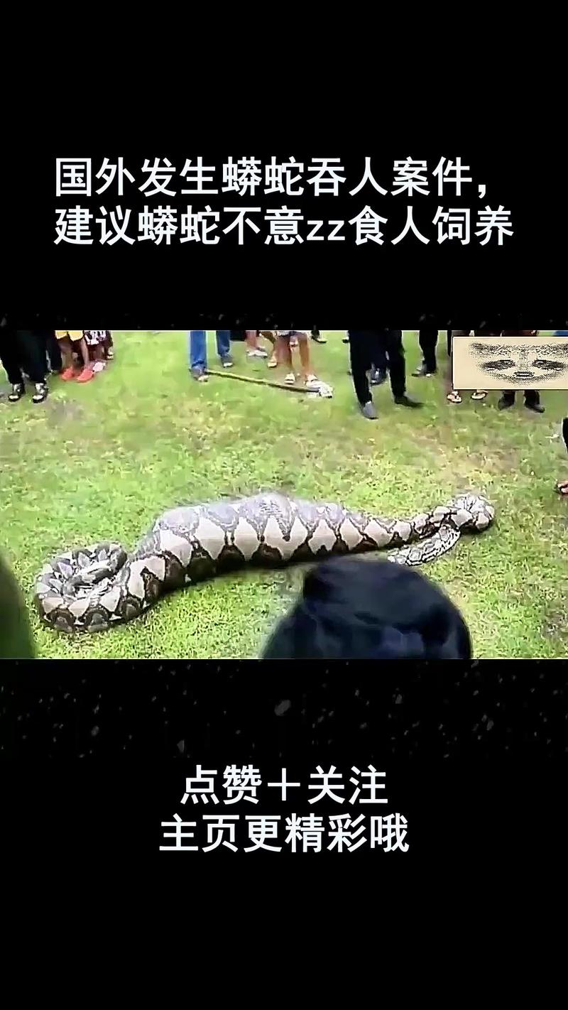 宠物蟒蛇极少伤人 因何攻击要了解(宠物蟒蛇会吃主人吗) 宠物蟒蛇极少伤人 因何攻击要了解(宠物蟒蛇会吃主人吗)