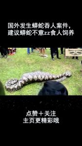 宠物蟒蛇极少伤人 因何攻击要了解（宠物蟒蛇会吃主人吗）