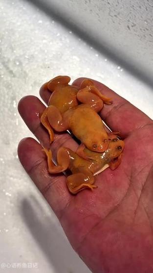 小金蛙好养?注意食量环境安全!(小金蛙好养吗) 小金蛙好养?注意食量环境安全!(小金蛙好养吗)