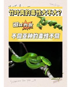 蛇毒抗癌潜力大，但研究仍需深入（蛇毒能杀死癌细胞吗）