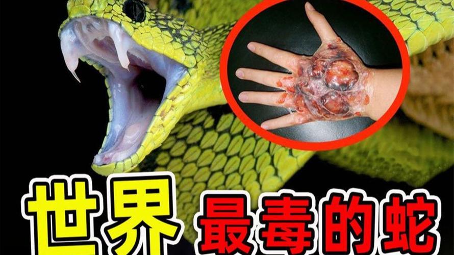 细鳞太攀蛇等,多在澳洲,致命快,户外需警惕!(世界毒蛇排行榜图片) 细鳞太攀蛇等,多在澳洲,致命快,户外需警惕!(世界毒蛇排行榜图片)