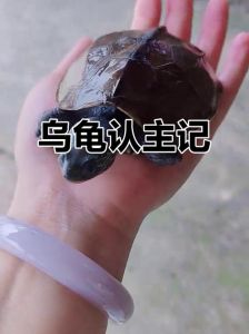 乌龟认主靠陪伴和习惯，细心观察防惊吓（乌龟怎么样才能认得主人）