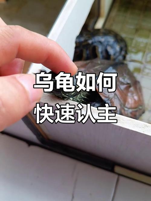 互动喂食耐心等（巴西龟怎么养才会认主人）